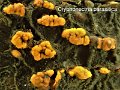Cryphonectria parasitica-amf2228-1
